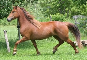 Tremcel Yacharie Mélodie-Rose, a chestnut Canadian mare bred by Marcel Tremblay, owned by Marcelle Marcotte.