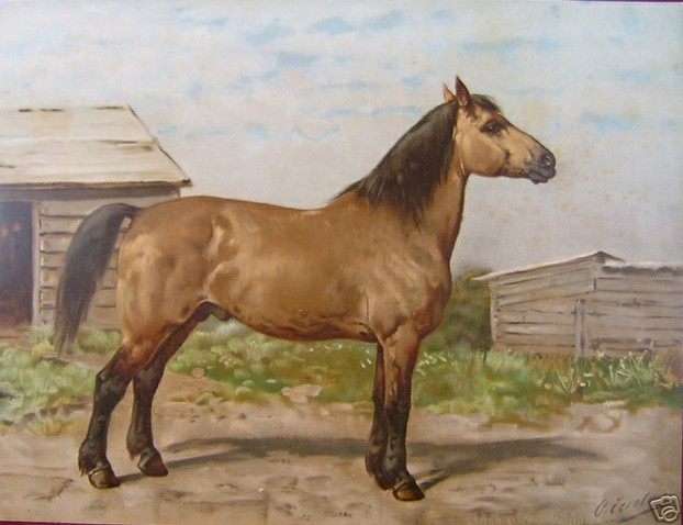 Buckskin Canadian painted by Otto Eerelman (1839-1926)