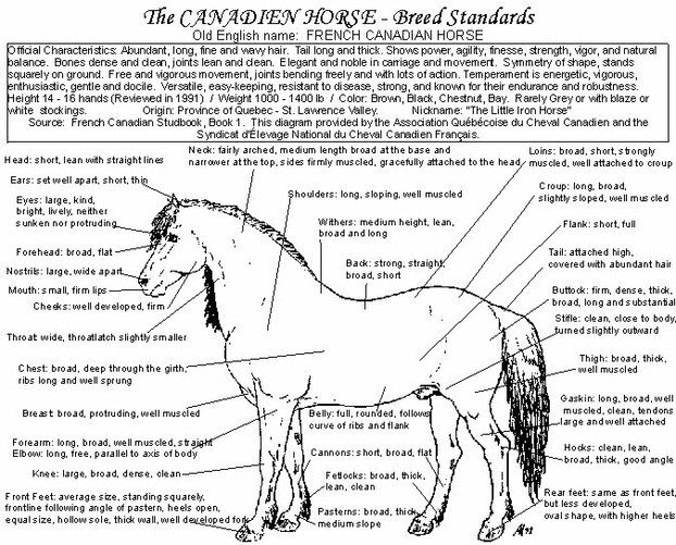 Breed Standard for the Canadian Horse