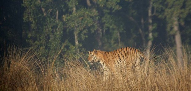 Male Tiger Kanha