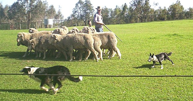 Border Collie and Kelpie competing in a sheepdog trial in Australia.
