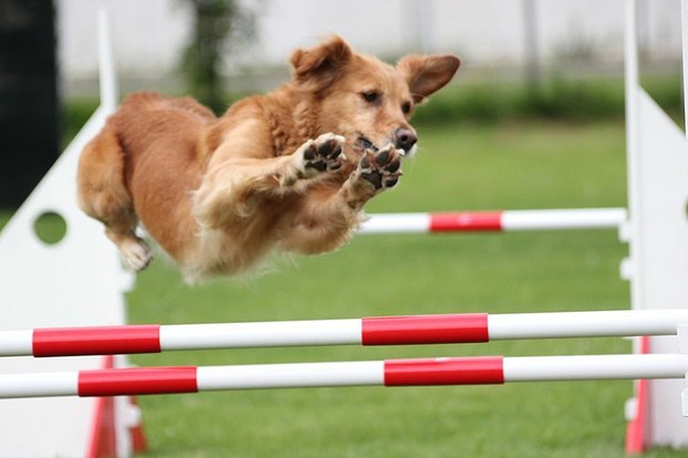 A Golden Retriever clears a jump in an agility trial.