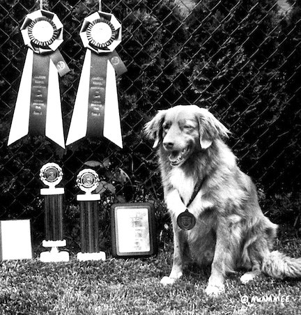 Nova Scotia Duck Tolling Retriever Ch. Rosewood Air Marshall CDX WC TT with his obedience awards.