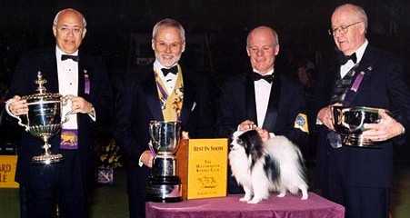 A Papillon named Ch. Loteki Supernatural Being won BIS at the Westminster Kennel Club in 1999.