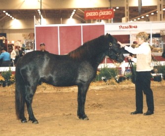 Lassie's Bali Diego in Nov. 2005 at the Royal Agricultural Winter Fair in Toronto.