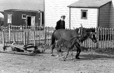 A Newfoundland Pony mare and foal in the village of Lamaline, Aug./Sept. 1970