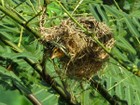 Asian Golden Weaver Nest