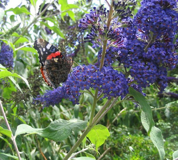 Butterfly and Buddleia