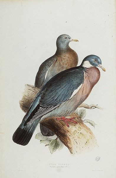 Wood Pigeons by Edward Lear