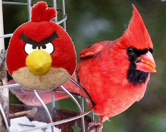 Red Angry Bird is a Cardinal