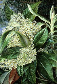 Olearia argophylla by Marianne North