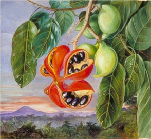 Foliage and Fruit of Sterculia parviflora by Marianne North