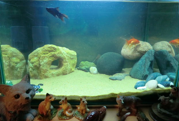 Image: Scathach and Morwen in their clean goldfish tank