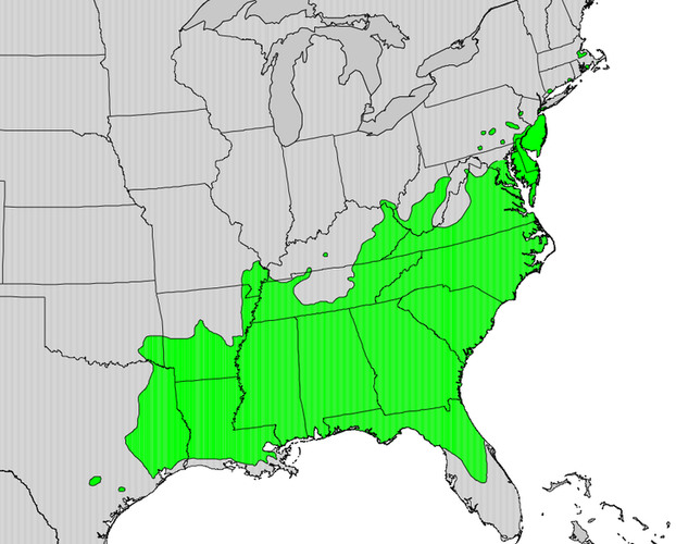 Range Map for the American Holly