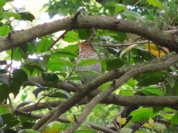 Swainson's Thrush in an American Holly