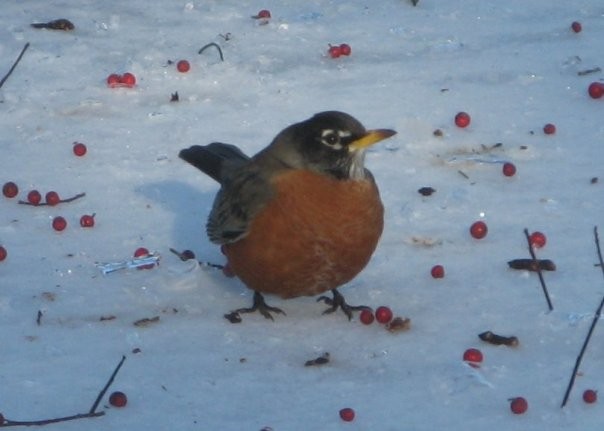 An American Robin Eating Holly Berries in Winter