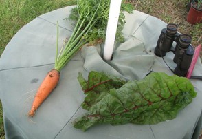 Pretty Good Sized Carrot for a Container-Grown