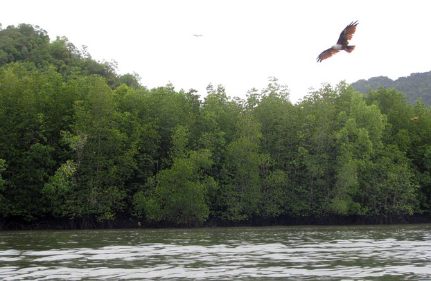Eagles above the Kalim River