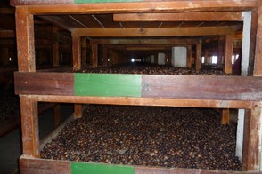 Nutmegs Drying in Processing Plant