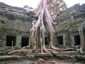 Trees Reclaim Ancient Buildings at Ta Prohm, Cambodia