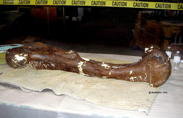 The actual fossilized femur of a T-rex is amazingly huge. Compare it to the two plastic water bottles!
