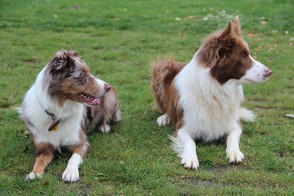 Red Merle and Red and White