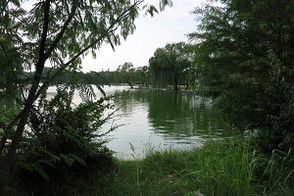 Vegetation by the edges of the lake