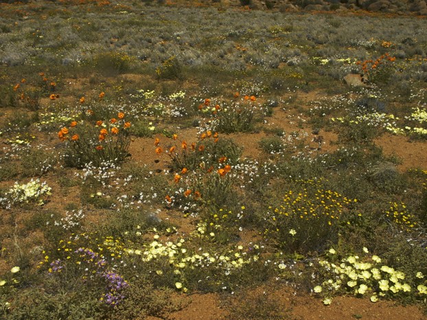flowering desert landscape, homeland of Gasteria disticha: Goegap Nature Reserve, Succulent Karoo Biome, Northern Cape
