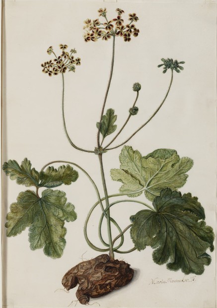 Pelargonium lobatum (Burm.f.) Willd.: c1698-1700 illustration by Maria Moninckx