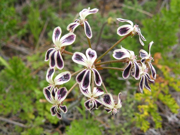 floral closeup: Kaneelbol (Pelargonium lobatum), Lion's Head, Cape Town