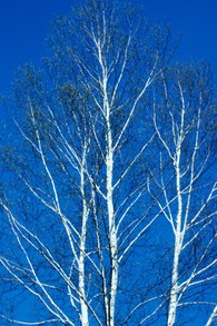 paper birch in January