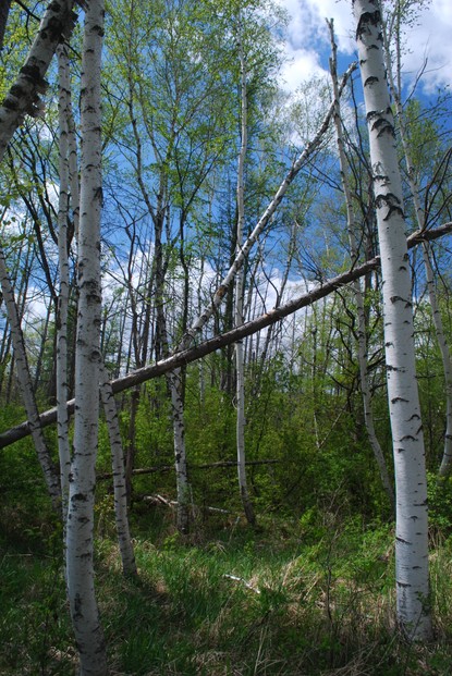 stand of paper birch (Betula papyreus), Milwaukee River Tamarack Lowlands and Dundee Kame State Natural Area (no. 256)