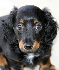 Long haired Dachshund Puppy