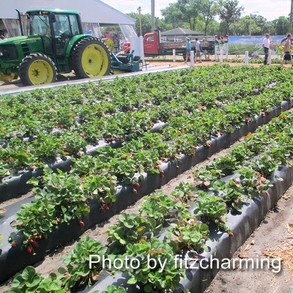 Plant City Strawberries Growing