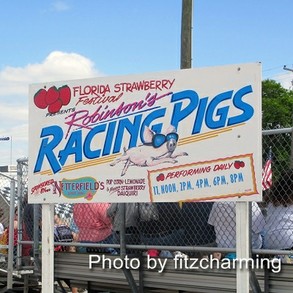 Plant City Racing Pigs
