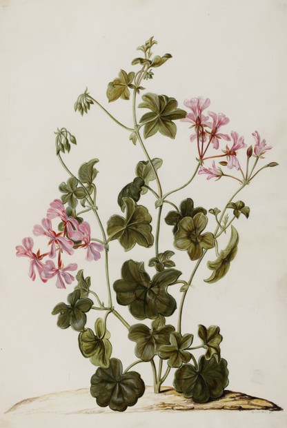 Ivy-Leafed geranium: c1701-1702 illustration by Jan Moninckx