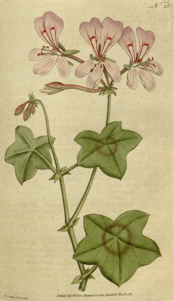 illustration of "Geranium Peltatum Ivy-Leaved Geranium" by James Sowerby (March 21, 1757–October 25, 1822)