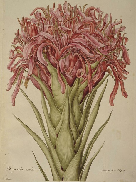 Gymea lily (Doryanthes excelsa): one of Ferdinand Bauer's most famous watercolors from Australia expedition 1801-1803
