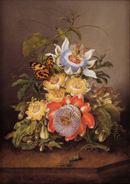 "Passionflowers", 1812 oil on wood panel by Ferdinand Bauer ~ Art Gallery of South Australia, Adelaide
