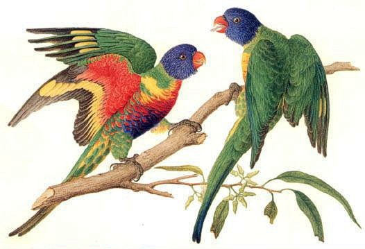 rainbow lorikeet (https://commons.wikimedia.org/wiki/File:Trichoglossus_moluccanus_-_Bauer.jpg):  Ferdinand Bauer's watercolor from Australia expedition 1801-1803