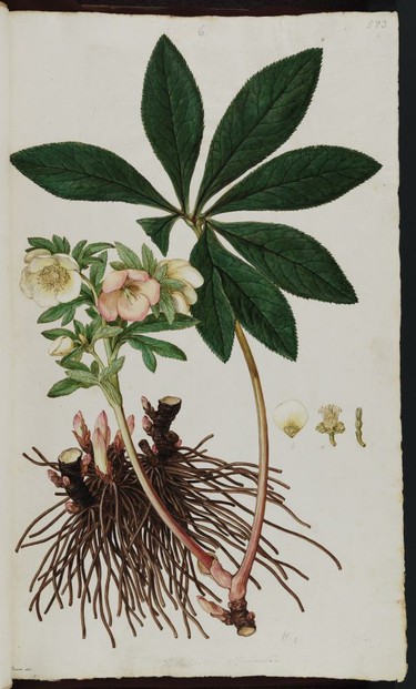 Hellebores officinalis: watercolor by Ferdinand Bauer from John Sibthorp's east Mediterranean survey March 1786-December 1787