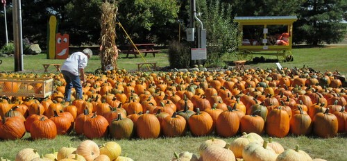 Leininger Farms pumpkin patch