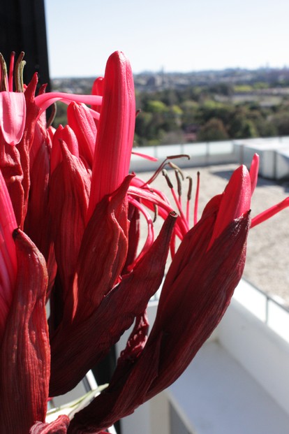 closeup of Gymea lily floral clusters, Sydney