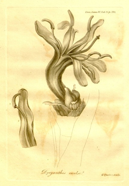 1: whole flower; 2: lacinia of corolla with filament; 3: Anther extinctoriiformis, after foecundation