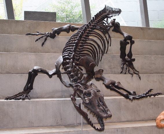 skeletal reconstruction of Megalania, steps of Melbourne Museum, Carlton Gardens, south central Victoria