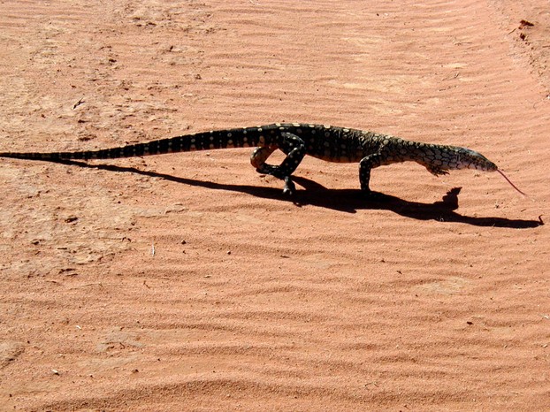 perentie in Red Centre, southern Northern Territory, central Australia