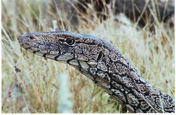 Closeup of perentie's head, in wild near 17-Mile Quobba Station, on coast about 100 miles from Canarvon, West Australia