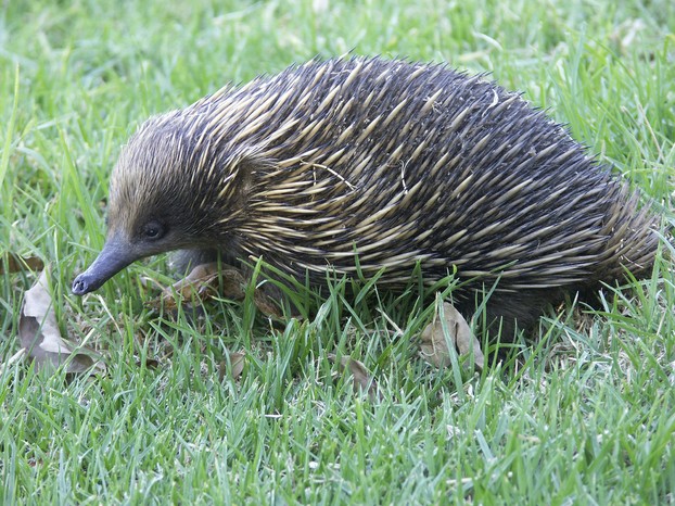 short-nosed echidna (Tachyglossus aculeatus): should be removed by perenties from their prey list