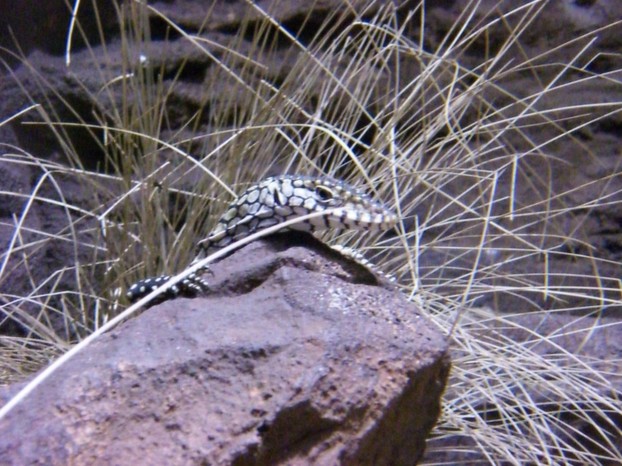 baby perentie, cautiously inquisitive ~ Wild Life Sydney, Darling Harbour, southeastern New South Wales
