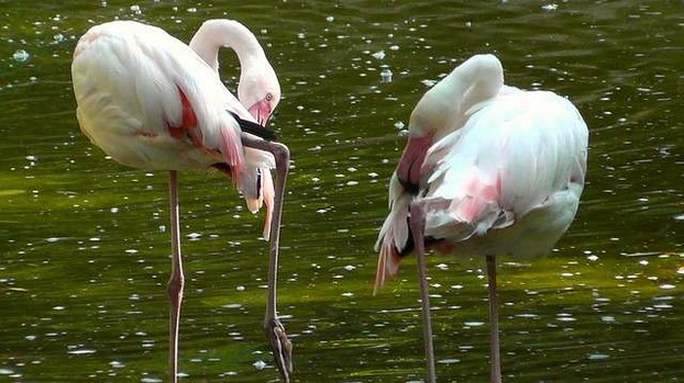 Photo of pink flamingos
